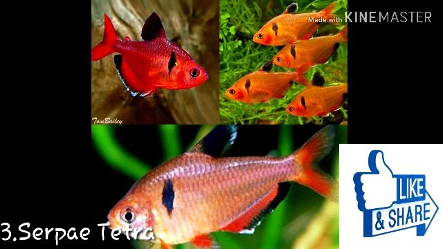 types of tetra fish with pictures | best tetra fish for aquarium смотреть онлайн