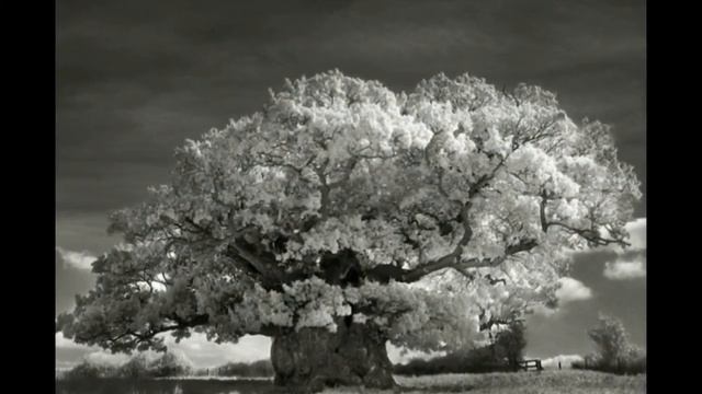 Древние деревья - портрет времени. Бет Мун — фотограф из Сан-Франциско.