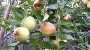 И ещё раз о зизифусе сорта Li...