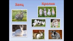 Выпуск 32 Чем кролики отличаются от зайцев?
