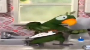 попугай играет на гитаре
