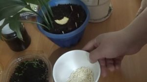 Если завелись мошки в грунте. Избавляемся народными способами.