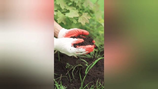 морковь! черный тмин! свекла! петрушка! масло черного тмина смотреть онлайн