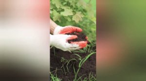 морковь! черный тмин! свекла! петрушка! масло черного тмина