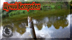 Отличный клев щуки, что ни заброс, то рыба! Места стоянки Голавля заняли щуки. Щука на Спиннинг.