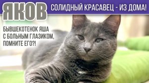 ❤️ ЯКОВ - уже солидный КОТ передает всем привет из дома! Помните котенка Яшу с больным глазиком?