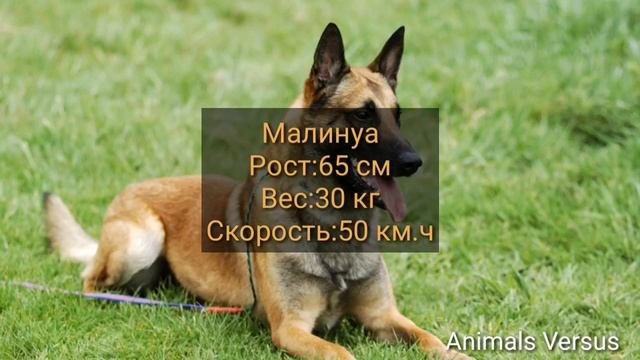 ТОП 10 САМЫХ БЫСТРЫХ ПОРОД СОБАК