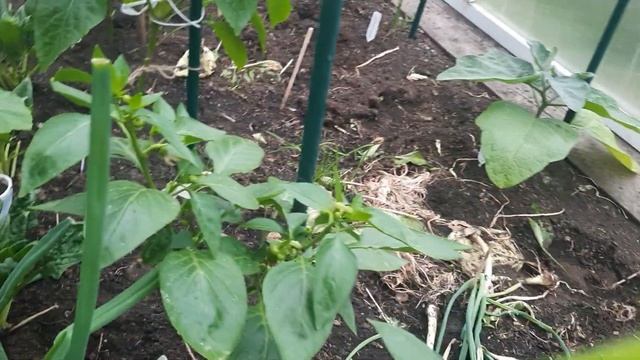 Обзор моих перцев 6 июня. смотреть онлайн