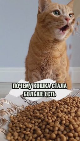 А ваши пушистики много кушают? #животные #котики #еда #зима