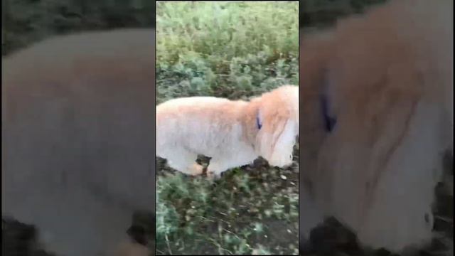 Использовали когда-нибудь строгий ошейник? смотреть онлайн