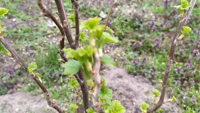 Делайте это со смородиной весной апреле.Чем подкормить смородину  после зимы. Подкормка смородины.
