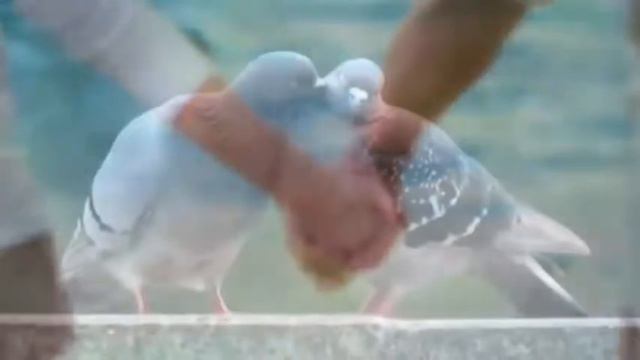 Любовь моя , милая, в сердце останется навсегда... смотреть онлайн