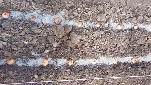 Посадка лука шалота смотреть онлайн