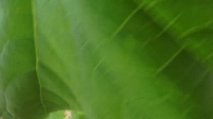 Огурцы, которые стоит посадить, а какие не посажу больше. Обзор сортов в моем огороде