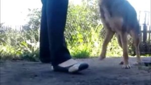 Учим собаку трюку крест
