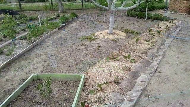 Плодовые деревья отцвели. Формировка кроны. Обработка