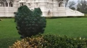 Павлин: невероятно красивая птица