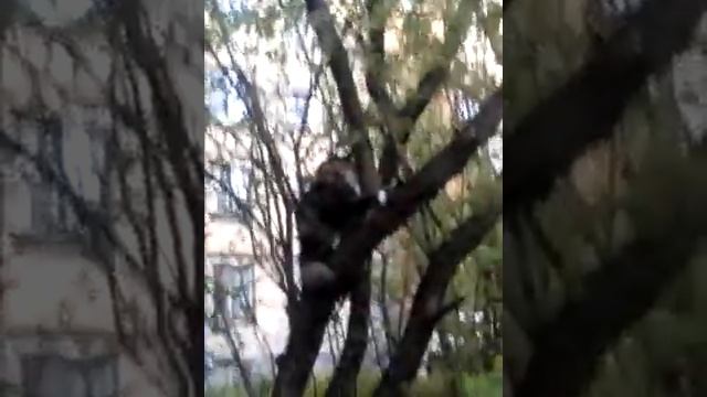 Весна!!!!Барсик гуляет....