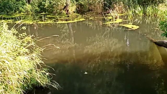 Природа Гусь-Хрустального района. смотреть онлайн