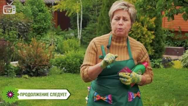 Гортензия садовая ? Как правильно вырастить красивые цветы в саду? сад огород смотреть онлайн