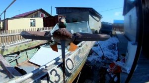 Самодельный махокрыл.