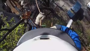 Нужно спилить дерево возле многоквартирного дома в Кольчугино