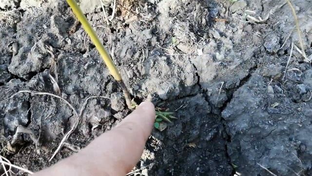 Результат посадки грецкого ореха в феврале! Эксперементальная зимняя посадка