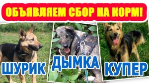 ОБЪЯВЛЯЕМ СБОР на КОРМ для Купера, Шурика и Дымки!! Проблемы с пищеварением, нужна помощь ❗