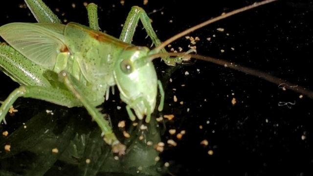 Кузнечик кушает. Макро режим.