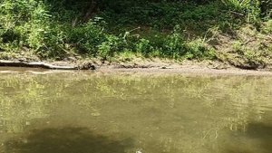 Шабановское Краснодарский край