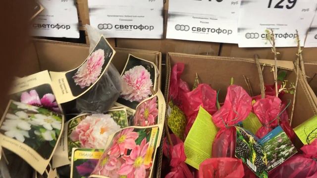 Посадочный материал садовых растений.