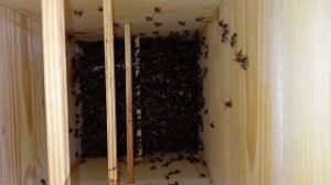 Японский улей (5 недель от заселения)