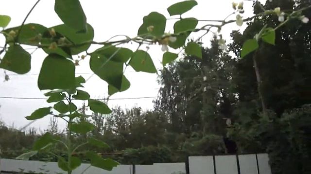 Как растёт фасоль