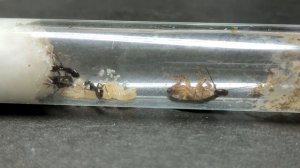 Обзор муравьёв Formica fusca.