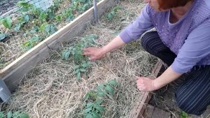 как правильно сажать помидоры в теплице. Проверенный способ посадки помидор.