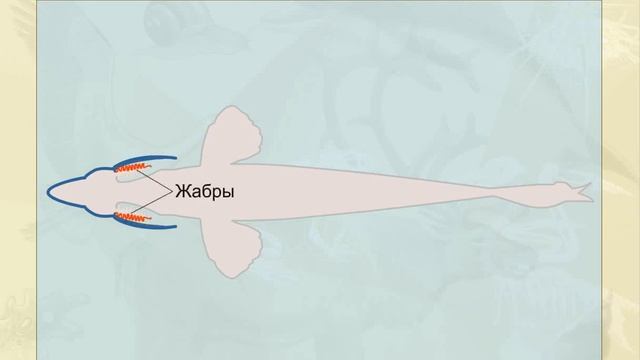 Дыхание рыбы смотреть онлайн