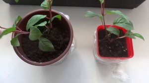 ФУКСИЯ ПОСЛЕ ЧЕРЕНКОВАНИЯ