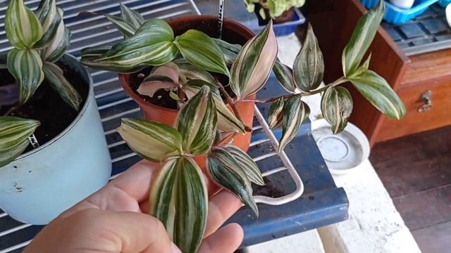 Размножаю традесканции