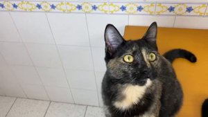 AMONG US en la vida real con ruleta y gatos Luna y Estrella CAP 2 Impostor zombi / Videos de gatito