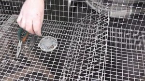 Клетка для перепелов бескаркасная Ч.1