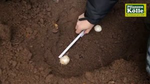 Zierlauch Blumenzwiebeln einpflanzen I Pflanzen-Kölle