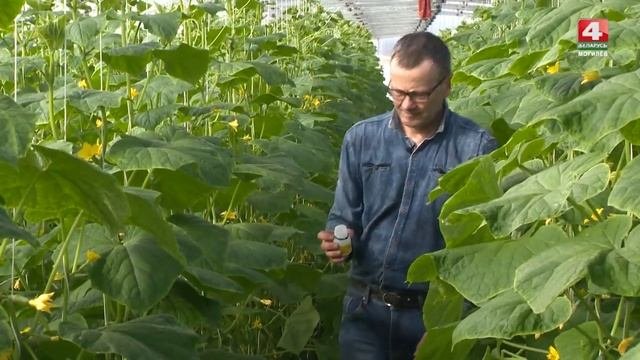 Органическое земледелие в Беларуси, положительный опыт - биогумус