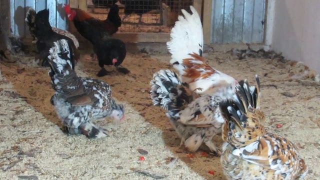 Алтайская бентамка, Дарьин двор, декабрь 2022 смотреть онлайн