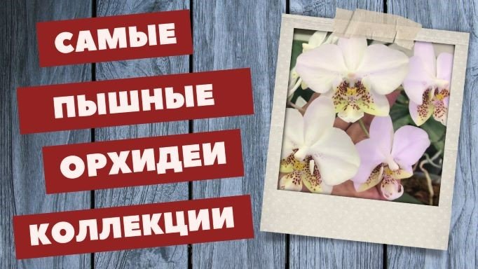 А вы замечали, что спасенные орхидеи цветут более пышно и продолжительно?