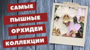А вы замечали, что спасенные орхидеи цветут более пышно и продолжительно?