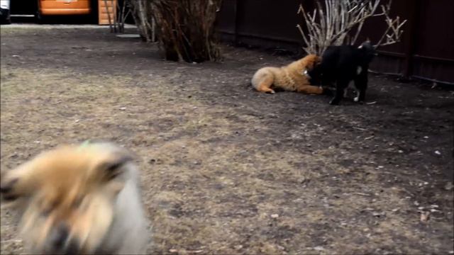 Питомник тибетских мастифов и Сиба-ину Greenshik смотреть онлайн