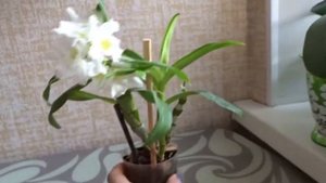 Как спасала свои дендробиумы  без корней и нижней части туберидия
