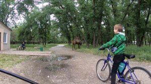 В дубовку с детьми на велосипедах