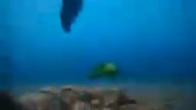 10 животных которых не увидишь некогда. смотреть онлайн