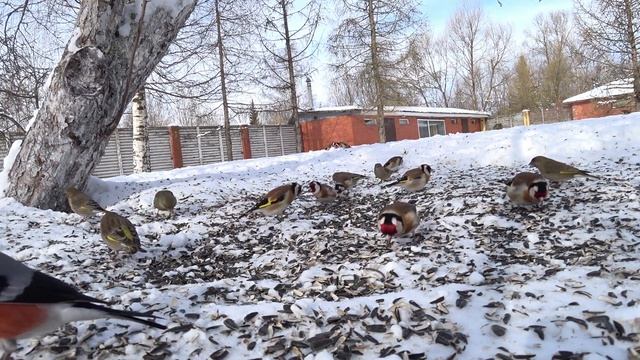 те же и снегирь, под кормушкой смотреть онлайн